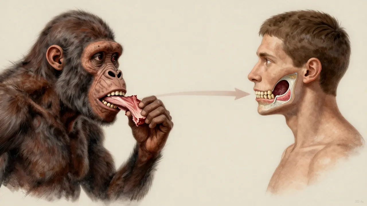 Evoluční porovnání: starověký člověk s velkými čelistmi a moderní člověk s impaktovanými osmičkami.
